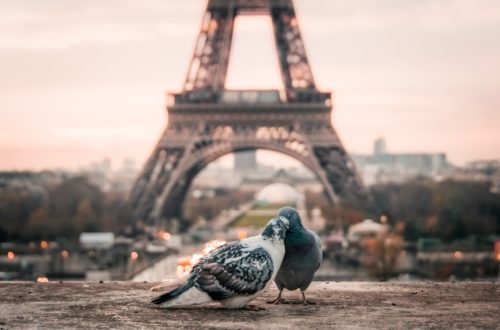 birds in front of Eiffel tower