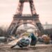 birds in front of Eiffel tower